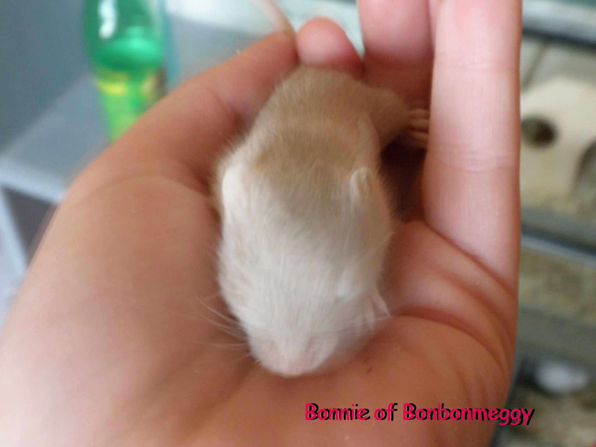 Bonnie